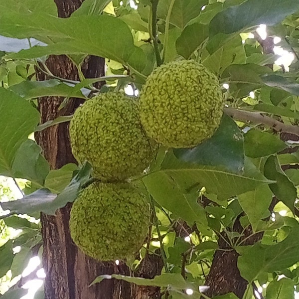 Osage Orange Tree Seeds Maclura pomifera Collector Shipper Natural Cobblestone | Country of Origin USA, Texas Lot F2022