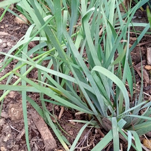 Blue Eyed Grass Perennial Heirloom Seeds Sisyrinchium bellum Collector Shipper Natural Cobblestone Country of Origin USA, Texas Lot F2022 image 2