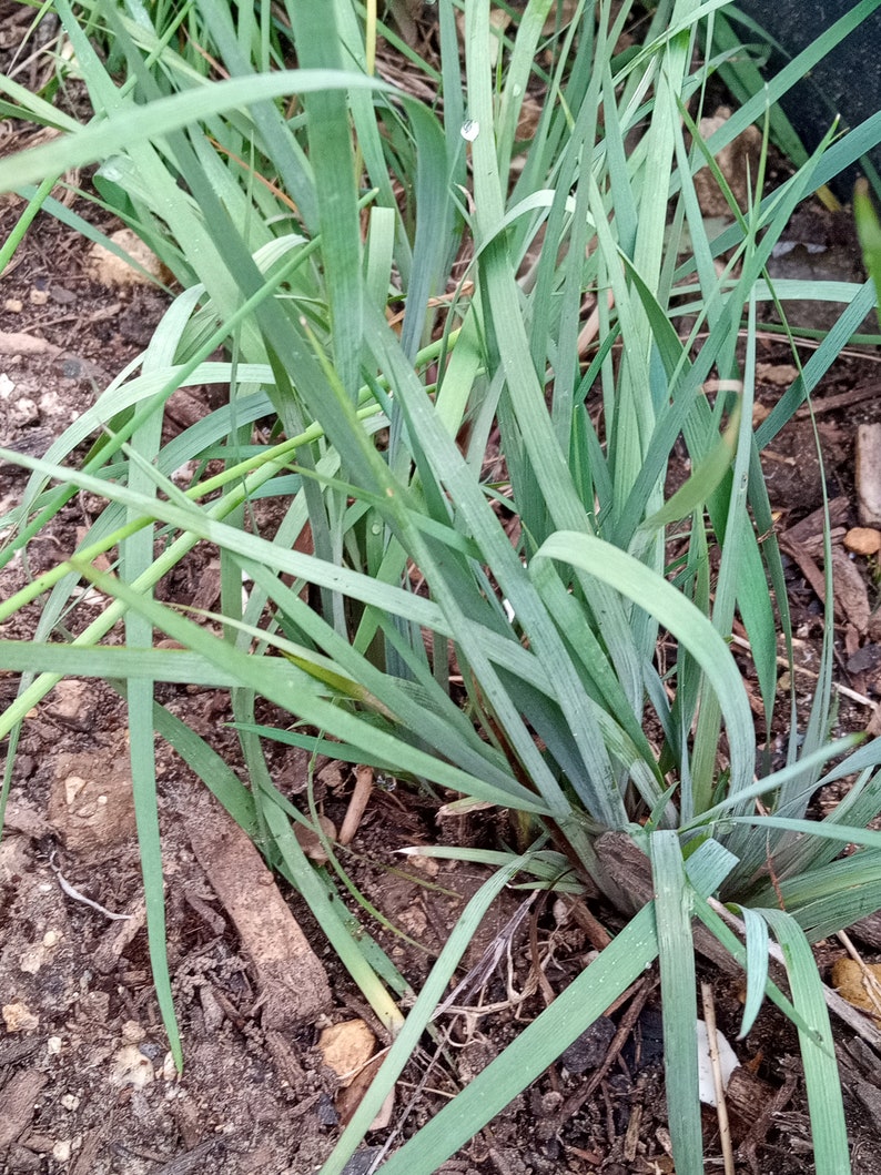 Blue Eyed Grass Perennial Heirloom Seeds Sisyrinchium bellum Collector Shipper Natural Cobblestone Country of Origin USA, Texas Lot F2022 image 2