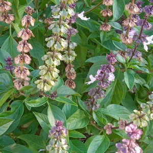 Thai Basil Seeds | Ocimum basilicum| Heirloom | Fresh Seeds from USA, Texas