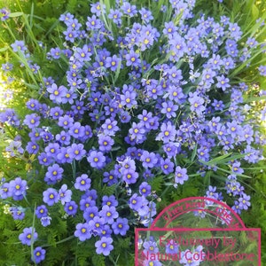 Blue Eyed Grass Perennial Heirloom Seeds Sisyrinchium bellum Collector Shipper Natural Cobblestone Country of Origin USA, Texas Lot F2022 image 1