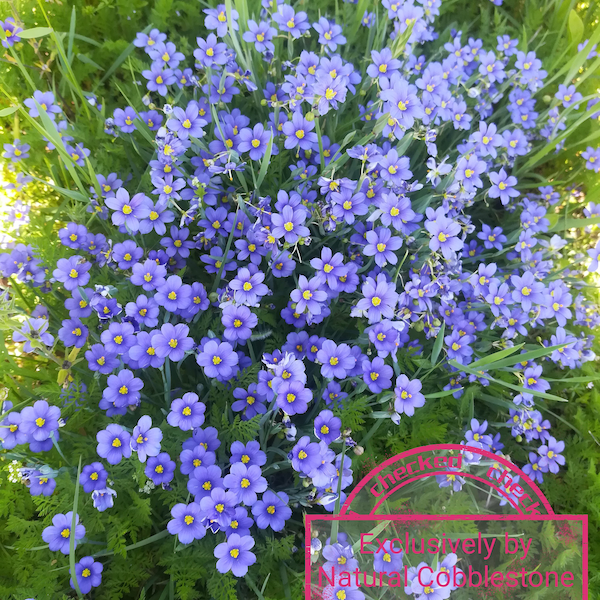 Blue Eyed Grass Perennial Heirloom Seeds Sisyrinchium bellum Collector Shipper Natural Cobblestone | Country of Origin USA, Texas Lot F2022