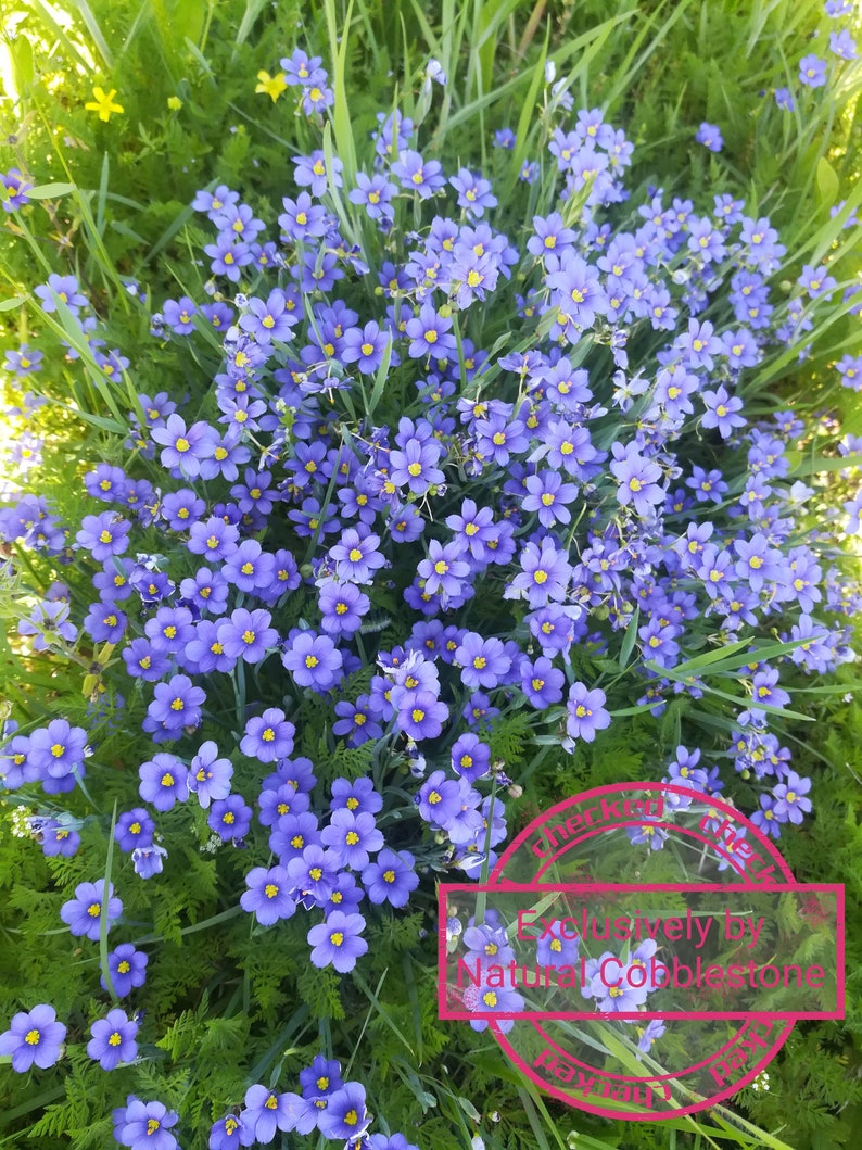 Blue Eyed Grass Perennial Heirloom Seeds Sisyrinchium bellum Collector Shipper Natural Cobblestone Country of Origin USA, Texas Lot F2022 image 1