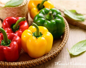 Bell Pepper Seeds COLOR VARIETY Capsicum annuum Collector Shipper Natural Cobblestone | Country of Origin USA, Texas Lot F2022