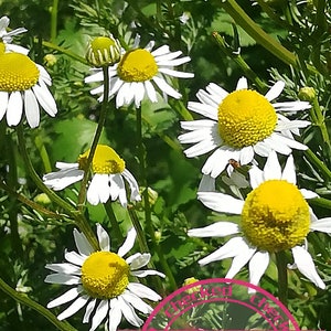 German Chamomile Heirloom Seeds Matricaria Recutita Collector Shipper Natural Cobblestone Country of Origin USA, Texas