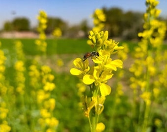 Yellow Mustard Seeds  | Brassica juncea | Collector Shipper: Natural Cobblestone | Country of Origin USA Texas Lot F2022