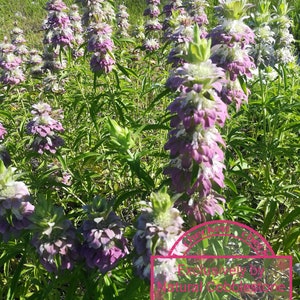Lemon Bee Balm | Annual |Non-GMO | Heirloom | Monarda citriodora | Fresh Garden Seeds from USA, Texas