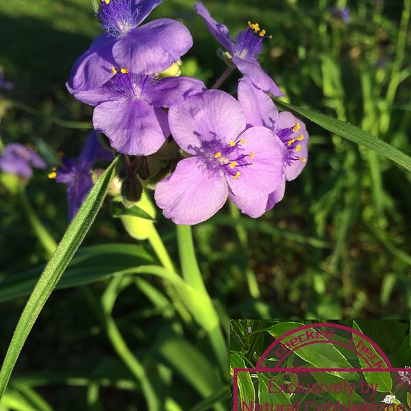 Giant Spiderwort Seeds  | Perennial | Purple | Tradescantia gigantea