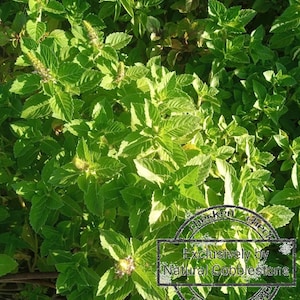 Holy Basil Seeds | Ocimum tenuiflorum| Collector Shipper: Natural Cobblestone | Country of Origin USA Texas