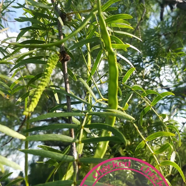 Texas Honey Mesquite Seeds | Prosopis glandulosa var. glandulosa | Collector Shipper Natural Cobblestone | Country of Origin USA, Texas