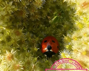 Queen Annes Lace Seeds Variable Biennial Daucus carot Herbaceous Collector Shipper Natural Cobblestone Country of Origin USA Texas Lot F2022