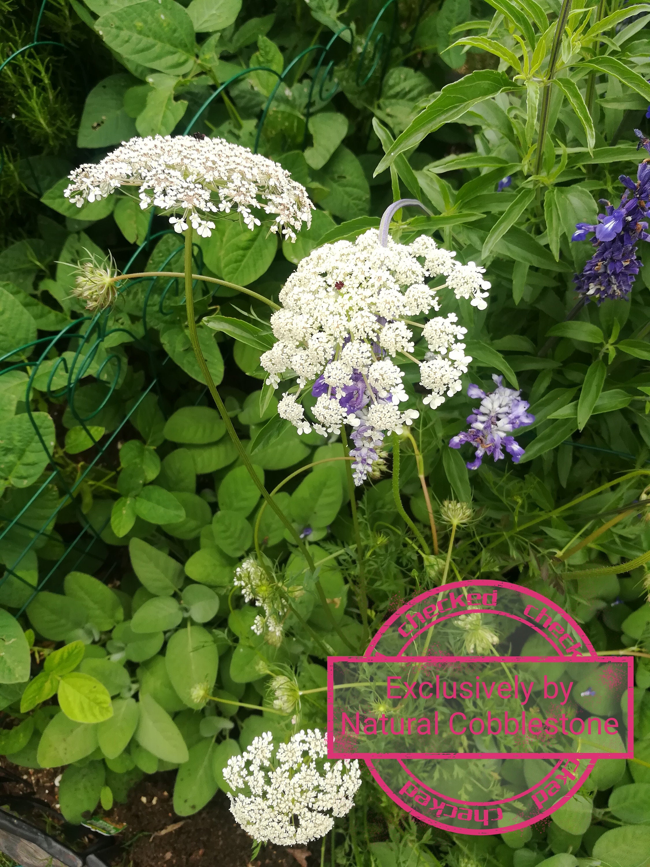 Queen Anne's Lace Seeds| Organic | Non GMO | Heirloom | Variable …
