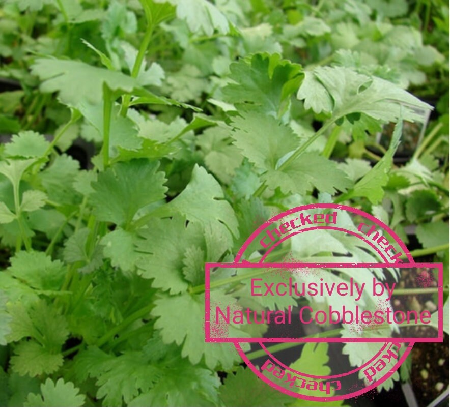 Кореандр или кориандр. Листья кориандра фото. Как выглядит кинза. Кинза. Зелень кинза (кориандр).