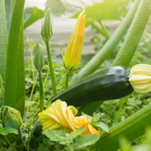 Zucchini Summer Squash Seeds Cucurbita pepo subsp. p Collector Shipper Natural Cobblestone | Country of Origin USA, Texas