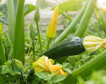 Zucchini Summer Squash Seeds Cucurbita pepo subsp. p Collector Shipper Natural Cobblestone | Country of Origin USA, Texas Lot F2022