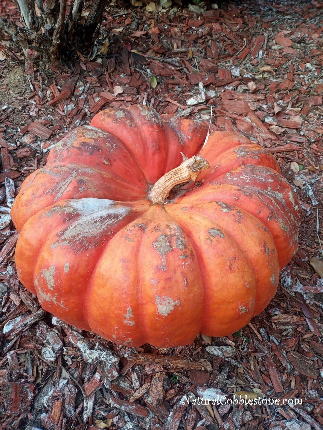 Cinderella Pumpkin Seeds Vegetable Seeds Heirloom Curcurbita Etsy