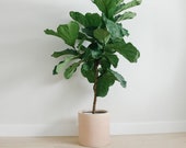 Matte Blush Planter Pot Cylinder Indoor Outdoor Modern Lightweight Hand Painted Planters Large Planter Minimalist Plant Pot