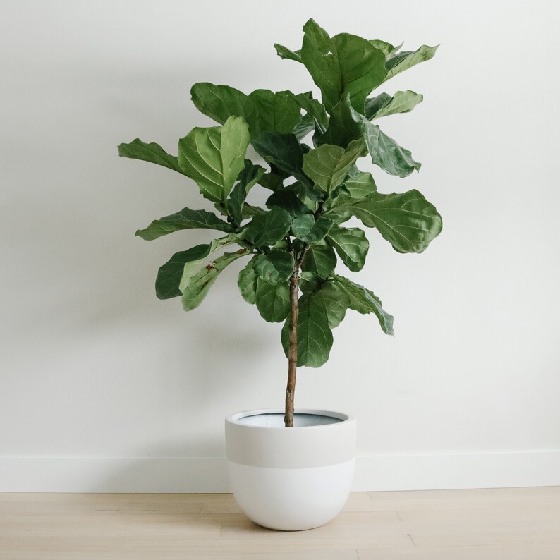 Indoor /& Outdoor Modern Lightweight Hand Painted Planters Minimalist Shape Large Planter Plant Pot Matte Grey Planter Pot