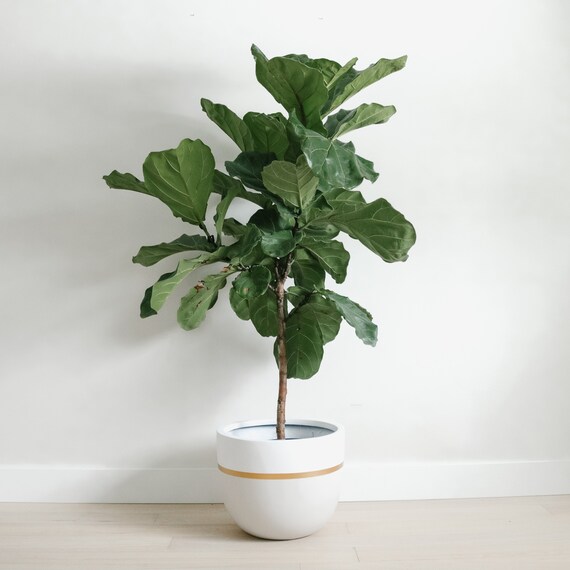 Light Grey Gold Planter Pot Indoor Outdoor Modern Lightweight Hand Painted Planters Large Minimalist Shape Plant