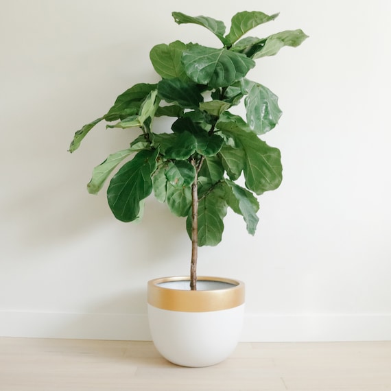 Gold Matte White Planter Pot Indoor Outdoor Modern Lightweight Hand Painted Planters Large Minimalist Shape Plant