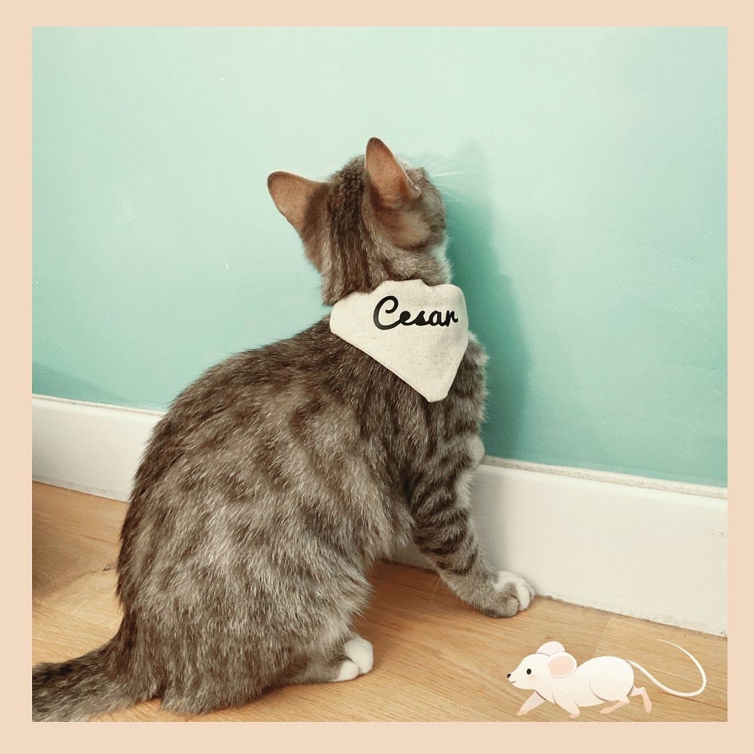 Bandana Personnalisable avec Le Prénom L'adresse et Numéro de Téléphone Votre Choix. Votre Chat Sera