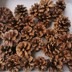 Piñas 25 piezas - Piñas de pino orgánicas para manualidades DIY, tamaño 7-8 cm (2,8-3,2 pulgadas), 100 % naturales/bio