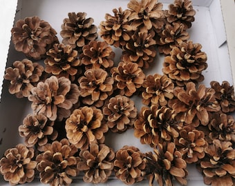 Pinecones 25pcs - Organic Pine Tree Cones for DIY Crafts Size 7-8cm 2.8 -3.2 inches, 100% Natural Cones/ Bio Pine Cones