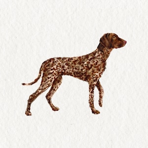 May include: A brown and white spotted dog with a short tail stands on a white background. The dog is looking to the right of the image.