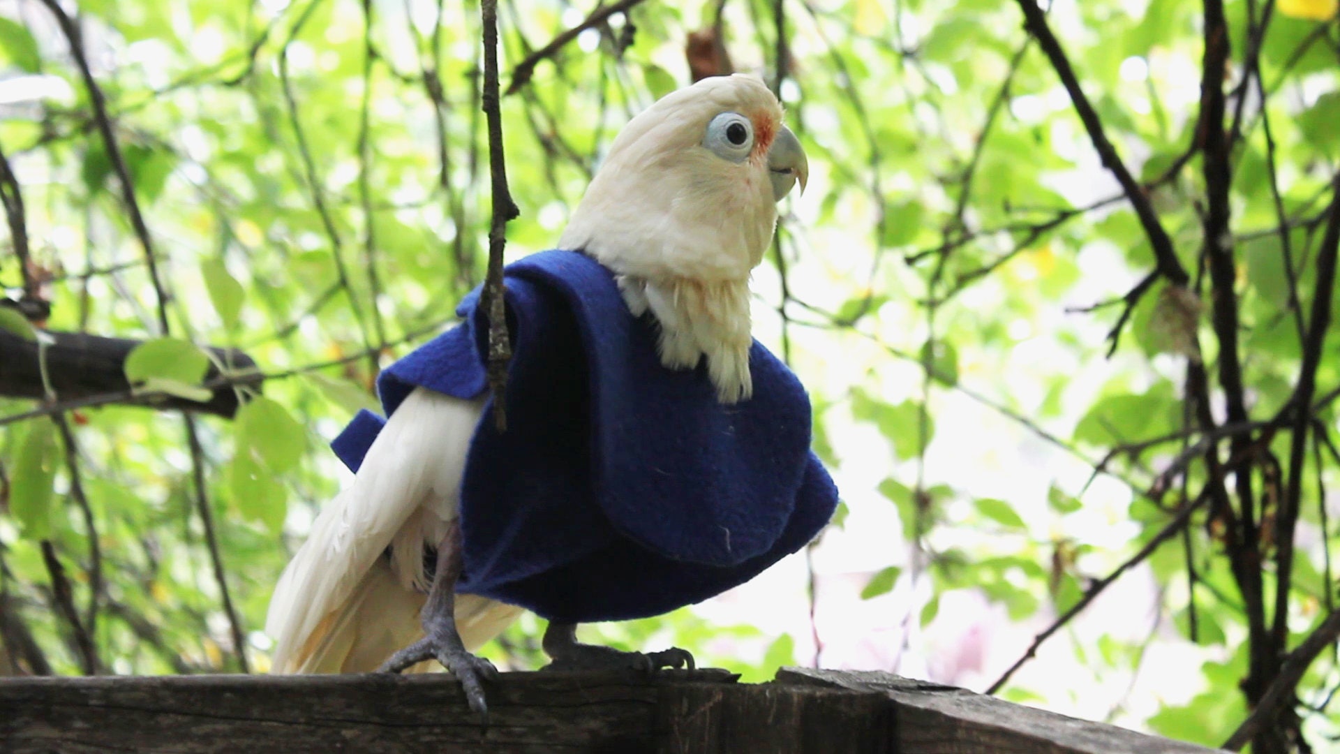 S Zerodis Vestiti per Uccelli da Compagnia Vestiti per Piccoli Animali da Compagnia Tuta per Uccelli Cute Party Christmas Pet Bird Vestiti Cosplay per pappagalli