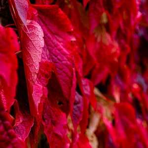 Peut inclure: Gros plan sur un mur recouvert de feuilles rouges vives. Les feuilles sont disposées en cascade, créant un fond texturé et coloré.