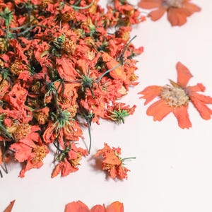 Dried Sulfur Cosmos for Natural Fabric Dyes, Eco Printing, Botanical Printing | Organic Dried Flowers for Yellow Orange Dye, By the Ounce