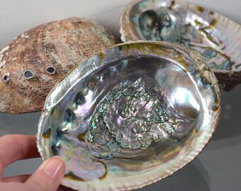 Extra Large Abalone Shell- Smudge Bowl- Cleansing- Ritual Altar Tools- Incense Holder
