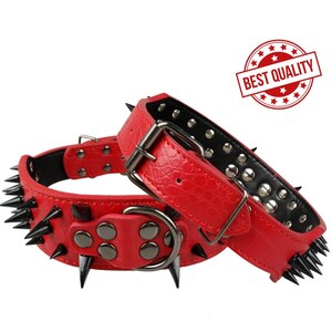 pitbull con treccine