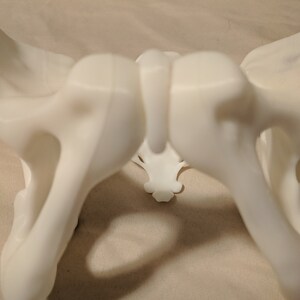 May include: A white plastic model of a human pelvis, showing the hip bones and sacrum.