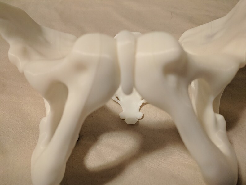 May include: A white plastic model of a human pelvis, showing the hip bones and sacrum.