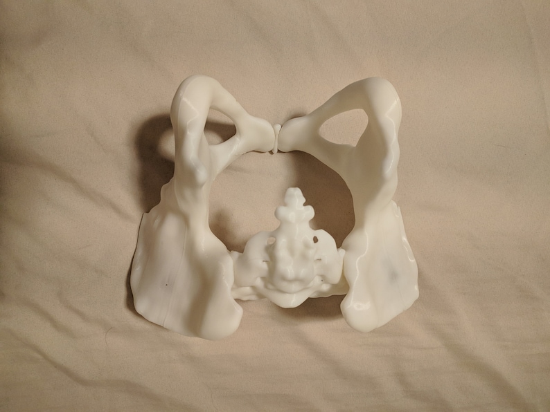 May include: A 3D printed model of a human pelvis, showing the hip bones and sacrum. The model is white and made of plastic.