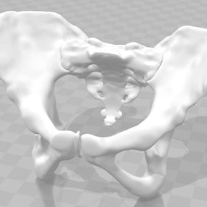 May include: A 3D printed model of a human pelvis, showing the hip bones and sacrum. The model is white and is shown from a side view.
