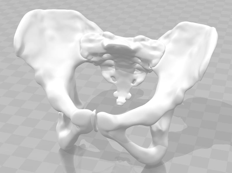 May include: A 3D printed model of a human pelvis, showing the hip bones and sacrum. The model is white and is shown from a side view.