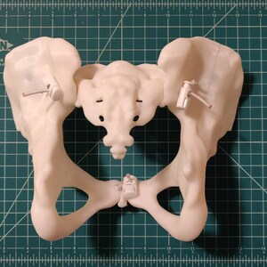 May include: A white plastic anatomical model of a human pelvis. The model is on a green cutting mat with white markings.