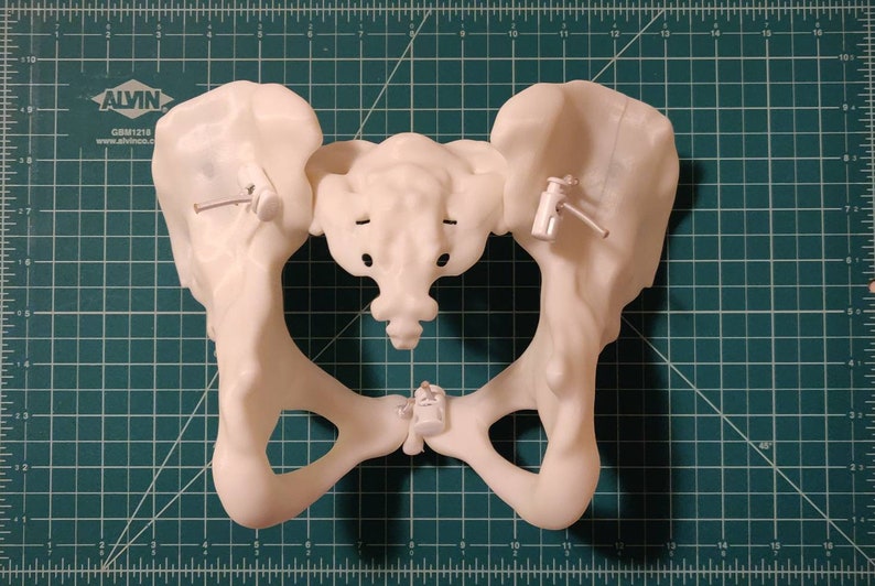May include: A white plastic anatomical model of a human pelvis. The model is on a green cutting mat with white markings.