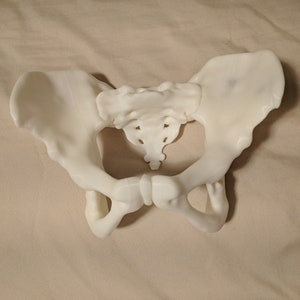 3D gedrucktes weibliches Becken und Kreuzbein Modell