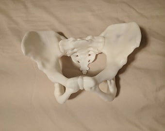 3D Printed Female Pelvis and Sacrum Model