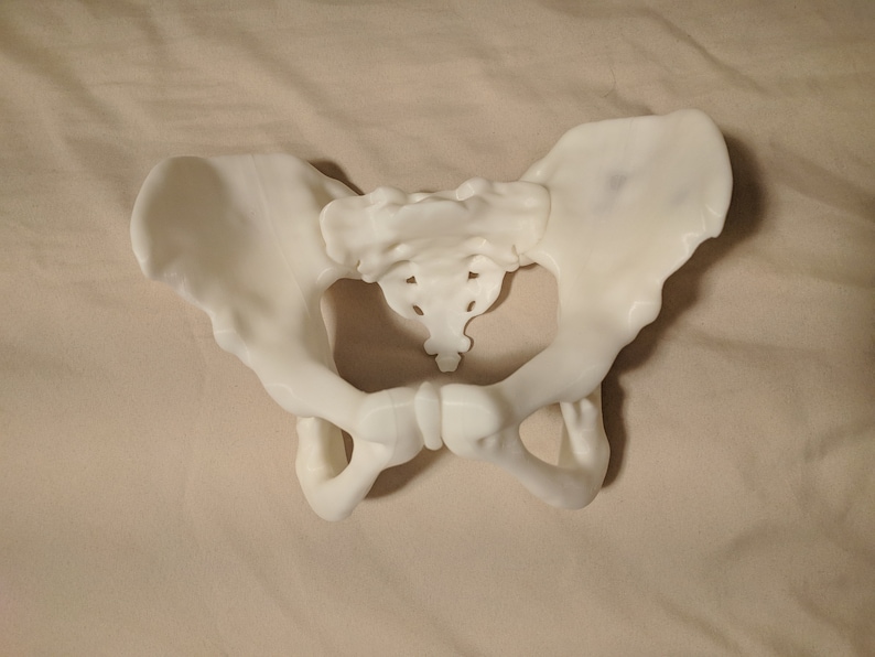 May include: A white plastic model of a human pelvis, showing the hip bones and sacrum.