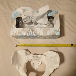 May include: A white plastic model of a human pelvis, measuring approximately 10 inches in diameter, on a beige surface. A tissue box with a blue and white patterned design is visible in the background.