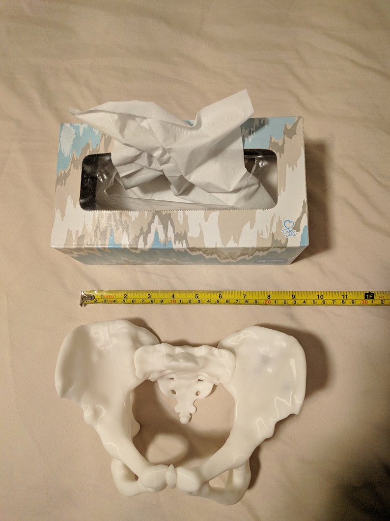 May include: A white plastic model of a human pelvis, measuring approximately 10 inches in diameter, on a beige surface. A tissue box with a blue and white patterned design is visible in the background.