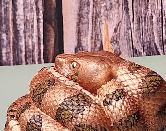 May include: A coiled copper-colored snake with brown markings. The snake is curled up in a defensive position with its head tucked in.