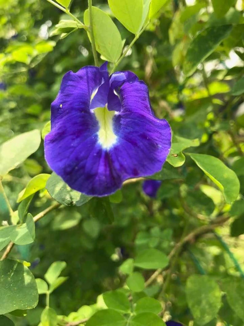 Dried Butterfly Pea Flowers from Malaysia 50 grams Etsy