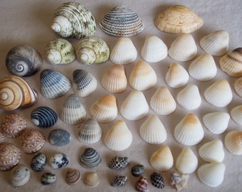 Shell Crafts, Seashells Crafts, Shells for Crafting, Shell Decorations,  Shells for Art, Beach Seashells, Beach Shell Decor, Shell Art 