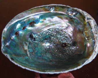 13cm Large unpolished Paua Shell - Smudge Bowl-Ritual Shell -  Seashell Décor - Nautical Décor Jewelry Holder
