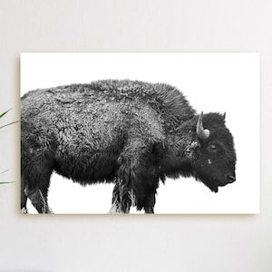 Buffalo Canvas Print - American Buffalo Wall Art, Black and White, Bison Wall Art, Bison Canvas, Buffalo Gift, Bison Art, Buffalo Decor